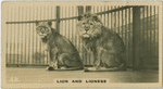 Lion and Lioness " Felis and Leo".