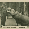 Hippopotamus " Bobbie".