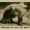 ardvark or Cape Ant Bear.