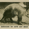 Aardvark or Cape Ant Bear.