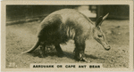 Aardvark or Cape Ant Bear.