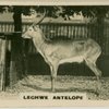 echwe Antelope.