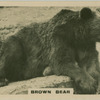Brown Bear.