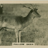 Fallow Deer.