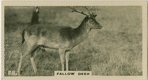 Fallow Deer.