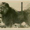 Lion.