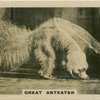 Great Anteater.