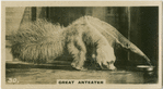 Great Anteater.