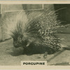 Porcupine.