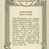 Porcupine.
