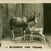 lesbok and Young.
