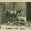 Blesbok and Young.
