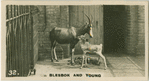 Blesbok and Young.