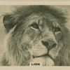 Lion.