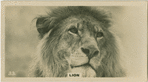 Lion.