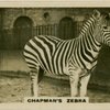 hapman's Zebra.