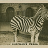 Chapman's Zebra.