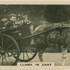 Llama in Cart.
