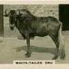 hite-Tailed Gnu.