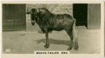 hite-Tailed Gnu.