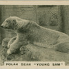 Polar Bear "Young Sam".