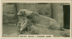 Polar Bear "Young Sam".