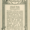 Polar Bear "Young Sam".