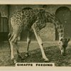 Giraffe Feeding.