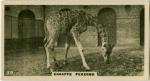 Giraffe Feeding.