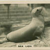 Sea Lion.