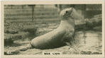 Sea Lion.