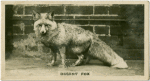 Desert Fox.