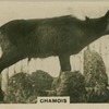 Chamois.