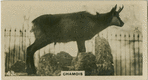 Chamois.