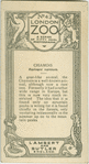 Chamois.
