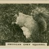 American Grey Squirrel.