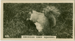 American Grey Squirrel.