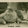 rabian Camel.