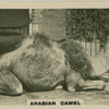Arabian Camel.