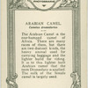 Arabian Camel.