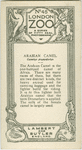Arabian Camel.