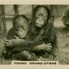 Young Orang-Utans.