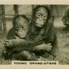 oung Orang-Utans.