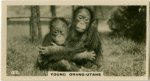 Young Orang-Utans.