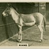 Kiang.