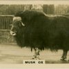 Musk Ox.