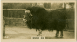 Musk Ox.