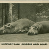 Hippos " Bobbie and Joan".