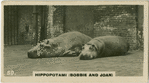 Hippos " Bobbie and Joan".