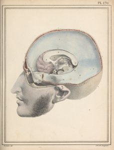 Manuel d'anatomie descriptive du corps humain, representée en planches lithographiées